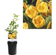 Kletterpflanzen Bienenfreundlich in Sorten FloraSelf 11 cm Topf