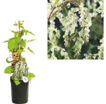 Kletterpflanzen Bienenfreundlich in Sorten FloraSelf 11 cm Topf