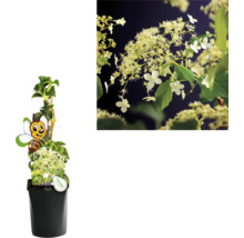 Kletterpflanzen Bienenfreundlich in Sorten FloraSelf 11 cm Topf