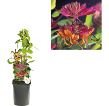Kletterpflanzen Bienenfreundlich in Sorten FloraSelf 11 cm Topf