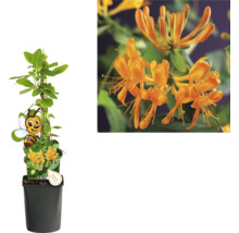Kletterpflanzen Bienenfreundlich in Sorten FloraSelf 11 cm Topf