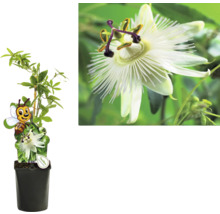 Kletterpflanzen Bienenfreundlich in Sorten FloraSelf 11 cm Topf