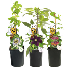 Kletterpflanzen Bienenfreundlich in Sorten FloraSelf 11 cm Topf