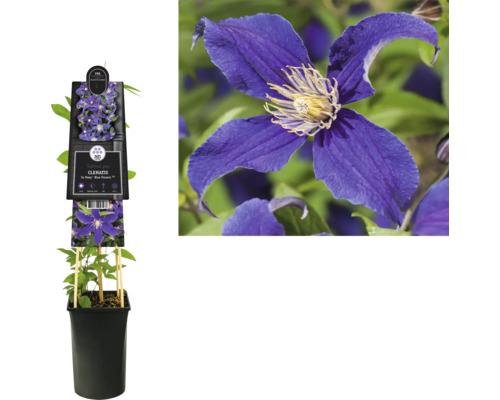 Clematis Pflanze im Topf mit blauen Blüten
