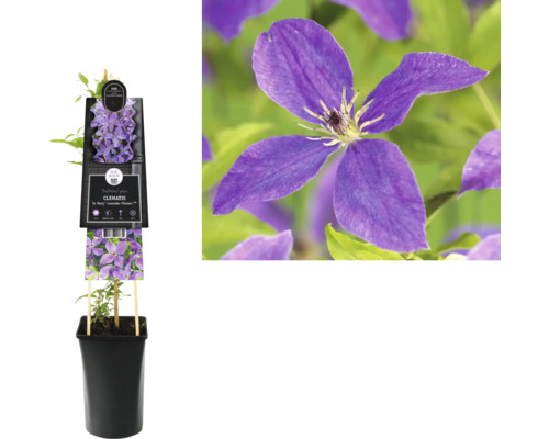 Clematis Pflanze im Topf mit lilafarbenen Blüten.