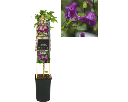 Clematis Pflanze im Topf