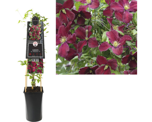 Clematis Viticella in einem Topf mit Rankhilfe und blühende Clematis