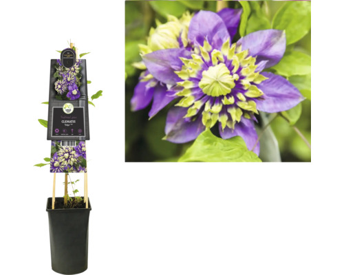 Clematis ''Taiga'' in einem Topf mit Rankhilfe