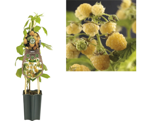 Goldgelbe Himbeerpflanze im Topf mit gelben Himbeeren an den Zweigen