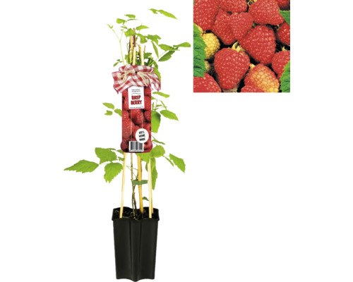 Himbeerpflanze im Topf mit Etikett