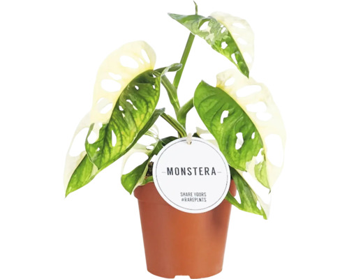 Faux philodendron FloraSelf Monstera adansonii 'Variegata' pot Ø 12 cm