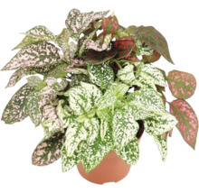 Plante d''intérieur pointillée dans un pot