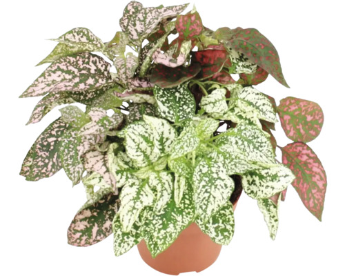 Plante d''intérieur pointillée dans un pot