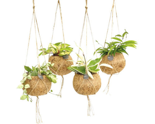 Suspension kokodama FloraSelf mélange Hoya dans une suspension sous forme de set, hauteur av. pot env. 20 cm pot Ø 12 cm