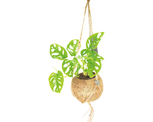 Suspension Kokodama FloraSelf faux philodendron hauteur avec pot env. 30 cm pot Ø 17 cm