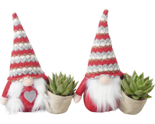 Composition de succulentes Gnome FloraSelf h env. 24 cm