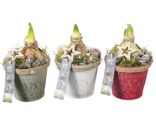 Amaryllis FloraSelf pot en zinc Ø 13 cm