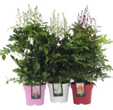 Trois plants d''Astilbe en pots avec différentes couleurs de fleurs