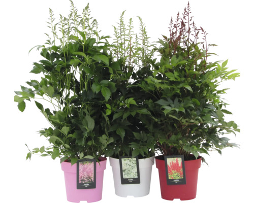 Trois plants d''Astilbe en pots avec différentes couleurs de fleurs