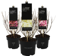 Trois hortensias Living Creations en pot avec les variétés Living Pinky Promise, Living Summer Snow et Living Colourful Cocktail.