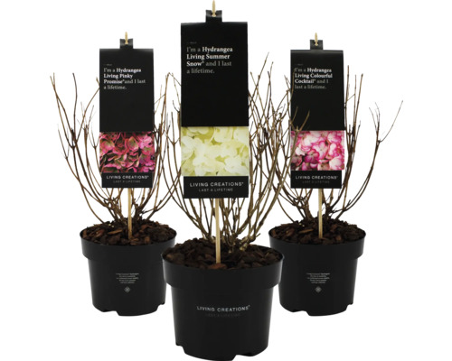 Trois hortensias Living Creations en pot avec les variétés Living Pinky Promise, Living Summer Snow et Living Colourful Cocktail.