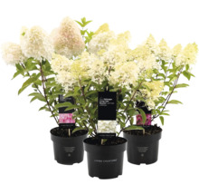 Trois hortensias en pot avec des fleurs blanches et des feuilles vertes