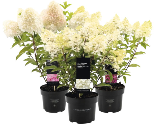Trois hortensias en pot avec des fleurs blanches et des feuilles vertes