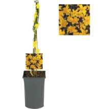 Kletterpflanzen Bienenfreundlich in Sorten FloraSelf 11 cm Topf