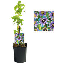 Kletterpflanzen Bienenfreundlich in Sorten FloraSelf 11 cm Topf