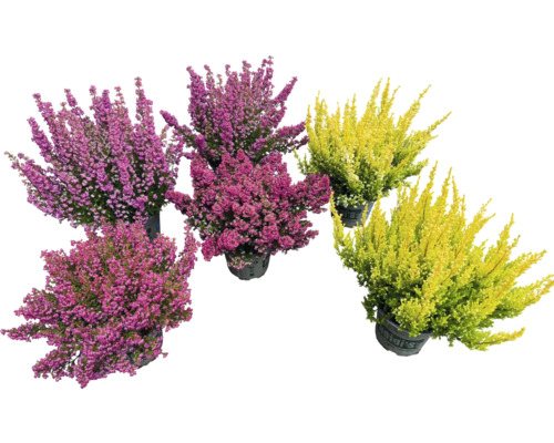 Bruyère Heidi’s® Erica gracilis pot Ø 12 cm assortiment aléatoire de variétés