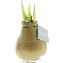 Amaryllis en cire No Water Flowers avec pousses