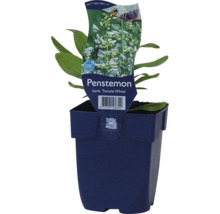 Bartfaden ''Twizzle White'' im Topf
