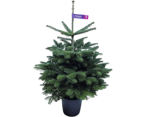 Sapin Nordmann Selection 60-80 cm Co 10 l poussé en pot, adapté à être planté