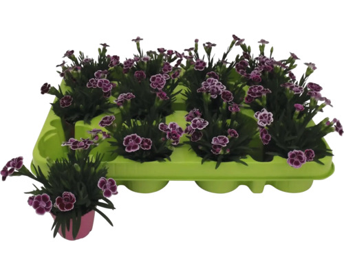 Set d''œillets avec des fleurs violettes dans une plaque de culture