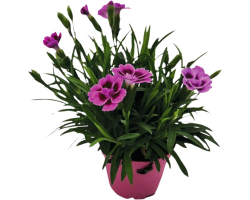 Œillet, œillet commun FloraSelf Pink Kisses® h env. 10 cm pot de Ø 6 cm