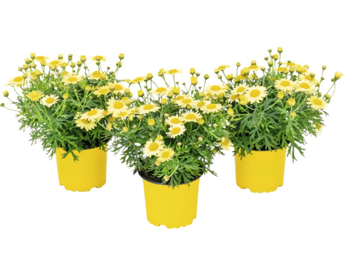 Trois marguerites en pot