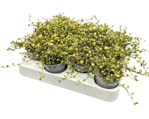 Muehlenbeckia plante d''intérieur en pot