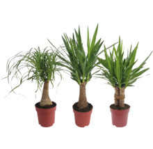 Trois plantes d''intérieur en pot : pied d''éléphant et yucca
