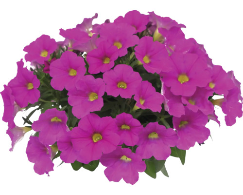 Pétunia FloraSelf Petunia 'Power Sister' Ø pot 12 cm Topf rose vif