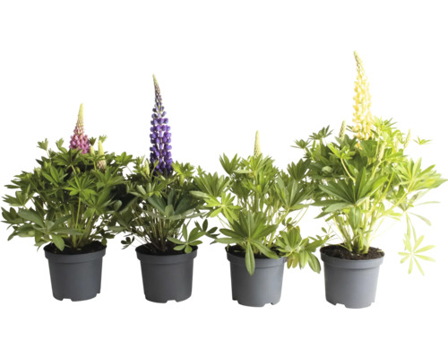 Lupin Lupinova-Serie FloraSelf Co 3 l, sélection aléatoire de variétés