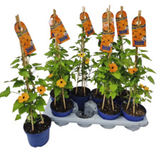Plantes Suzanne aux yeux noirs en pots avec support d''escalade