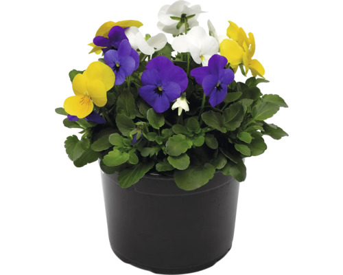 Pot de fleurs avec des pensées