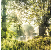 Ambiance matinale au bord d''une rivière avec des arbres et du brouillard