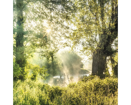 Ambiance matinale au bord d''une rivière avec des arbres et des plantes