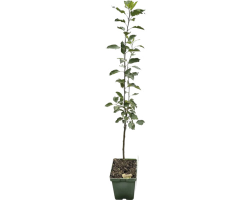 Pommier d'automne Busch FloraSelf Bio Malus domestica 'Cox Orange Pippin' hauteur de tige 35-40 cm hauteur totale 80-90 cm Co 5 l