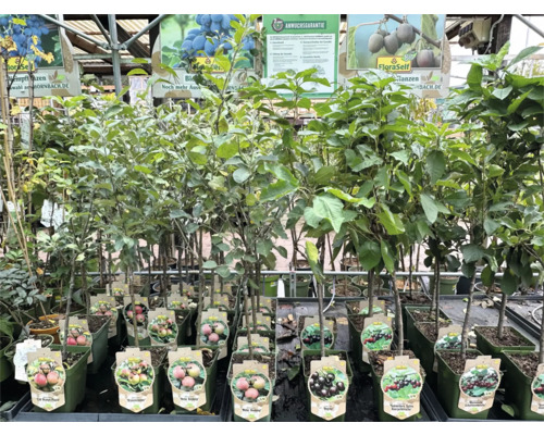 Rangée de jeunes arbres fruitiers en pot à vendre chez Hornbach.