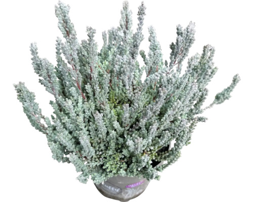 Callune Gardengirls® 'Fluffy' FloraSelf pot Ø 11 cm