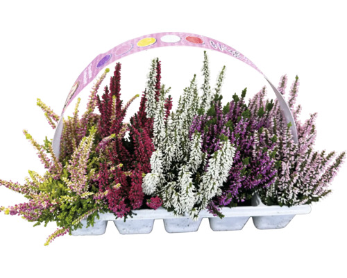 Callune FloraSelf Calluna vulgaris Beauty Ladies High Five lot de 10