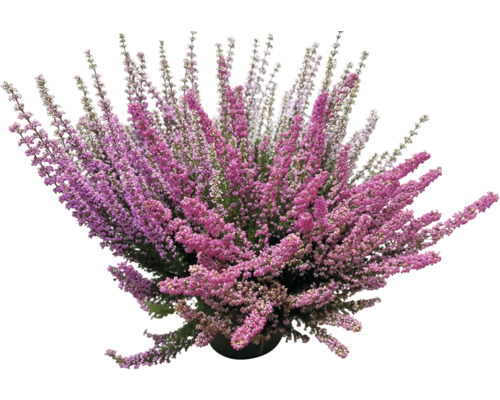 Bruyère Erica gracilis Beauty Queens pot Ø 19 cm assortiment aléatoire de variétés