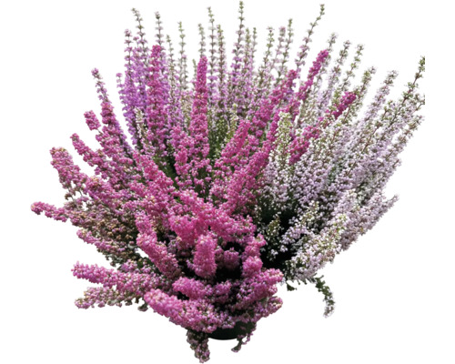 Bruyère d''automne en pot